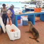 Mercado en islas galápagos